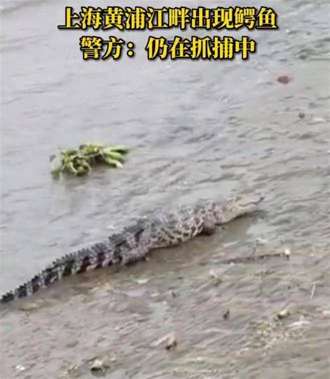 黄浦江畔出现的鳄鱼究竟为何方“TVT体育神圣”？饲养、放生鳄鱼合理合法吗？专家这样解析(图1)