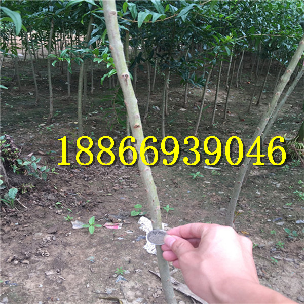 TVT体育海南省现在种植什么果树能有前景能赚钱(图1)