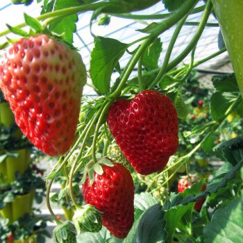 草莓种植产量TVT体育增三倍的方法(图1)