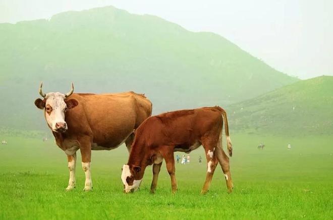 TVT体育肉牛的饲养方法及管理养殖肉牛的技术养殖早出栏的方法！(图1)