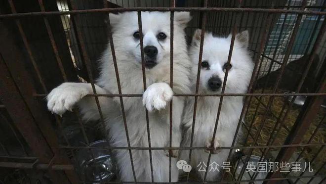 韩国禁止狗肉贩卖！结果反对者扬言要到门口放生200万只狗？！TVT体育(图1)