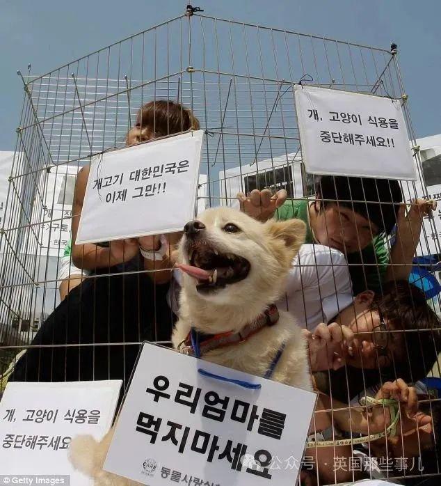 韩国禁止狗肉贩卖！结果反对者扬言要到门口放生200万只狗？！TVT体育(图12)