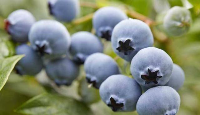 TVT体育怎样种植外形可爱味道鲜美的蓝莓掌握以下几点就够了(图1)