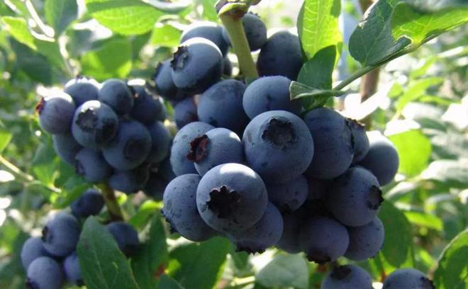 TVT体育蓝莓营养丰富果农种植如何种出硕果累累的蓝莓重点掌握三点(图1)