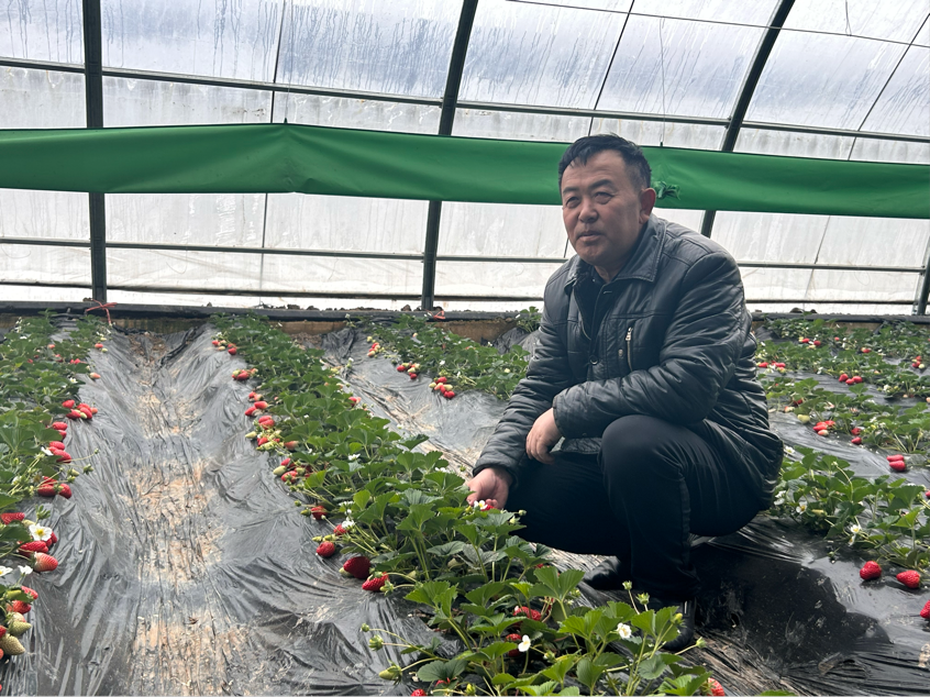 TVT体育新疆三坪草莓园：绿色耕作示范新农业(图2)
